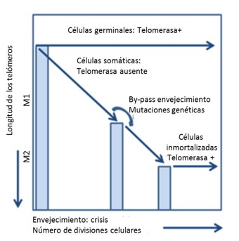 Hipótesis de la actividad de la telomerasa en la inmortalización celular