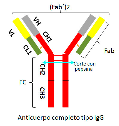 Anticuerpo IgG: F(ab’)2