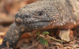 Reptiles venenosos en México 