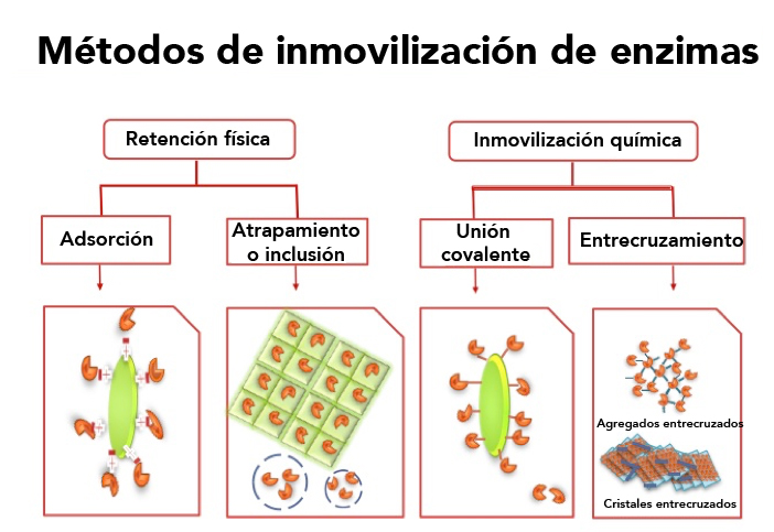 Enzimas aplicadas en procesos industriales 