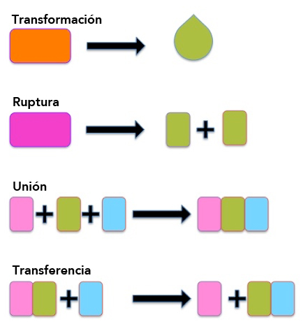 Hormonas esteroidales ejemplos