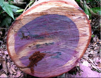 En el corte se muestra la corteza, la albura y el duramen púrpura característico de las especies del género.