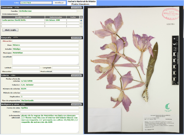 Pantalla de captura que se usa para digitalizar datos de colecta de la colección de plantas montadas en cartulina.