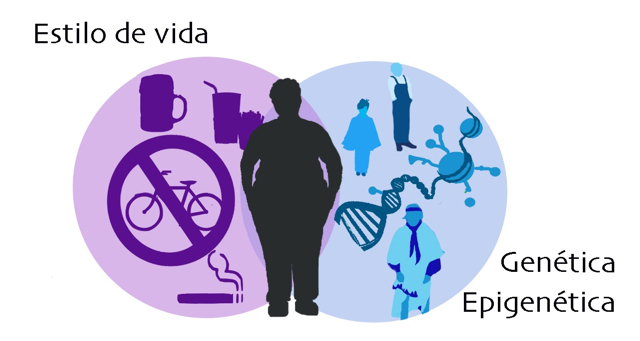 Interacción medio ambiente-genética-epigenética en el desarrollo de las enfermedades metabólicas.