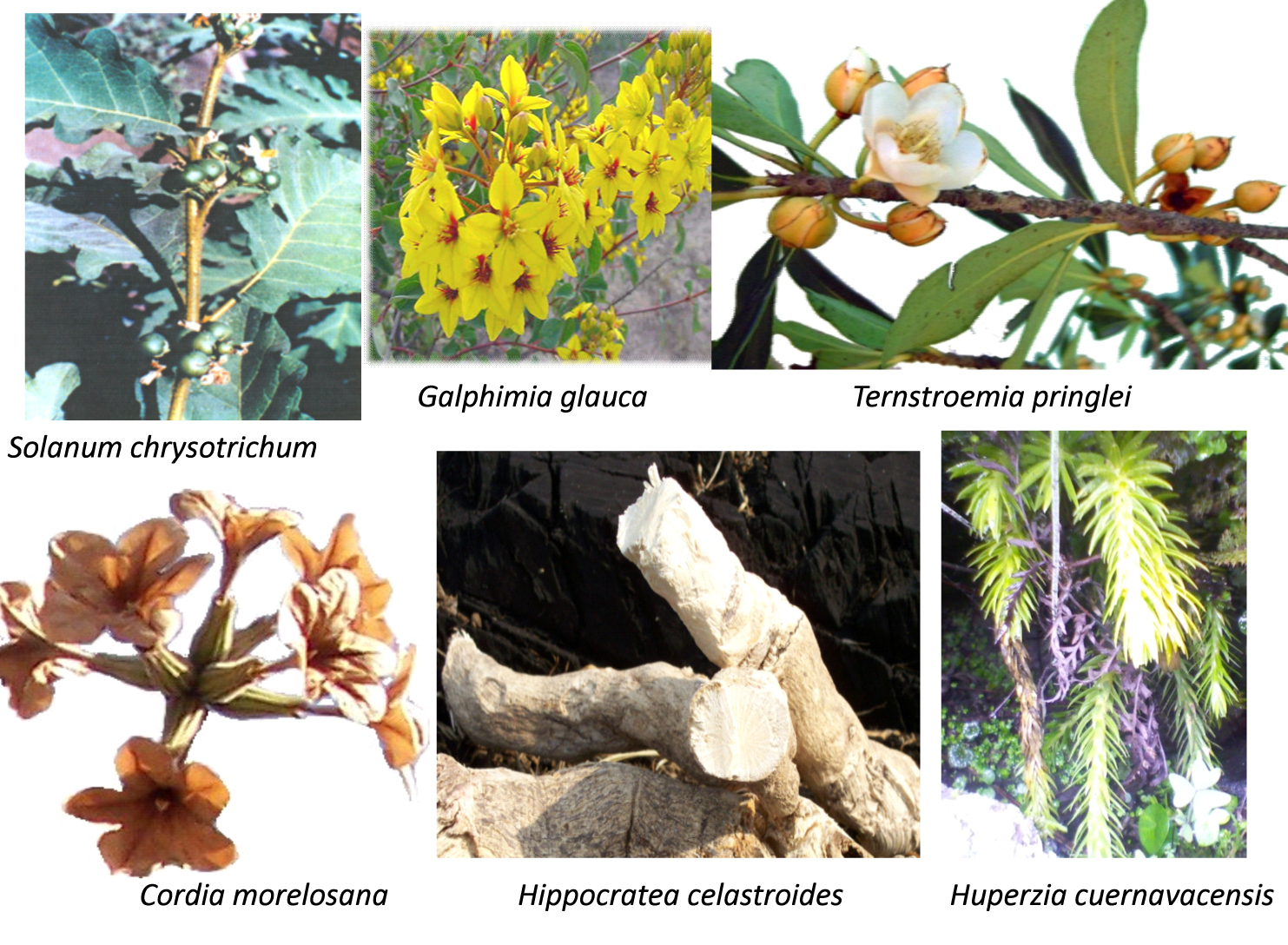 Plantas medicinales en México