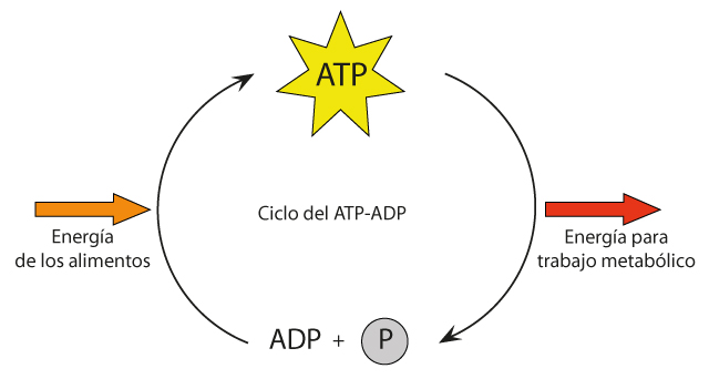 Ciclo del ATP