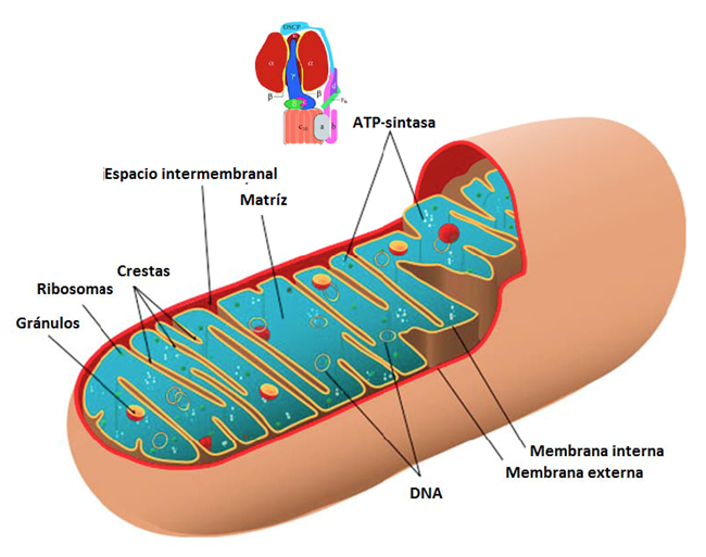Componentes estructurales de las mitocondrias