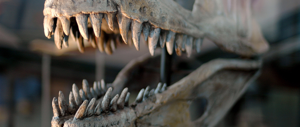 Los dinosaurios de México: su historia contada por huesos y dientes