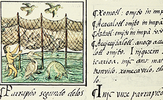 Naturaleza en papel: dos historias del siglo XVI
