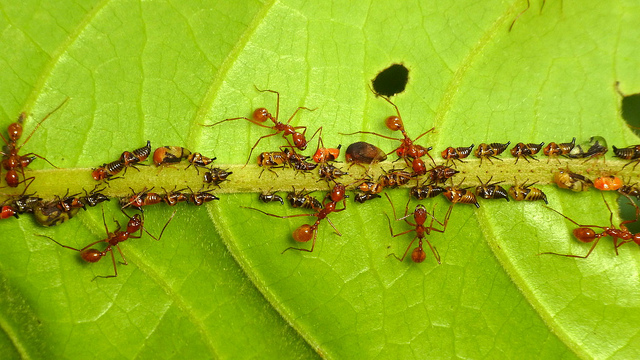 Ants tending treehopper nymphs