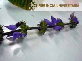 Uso y mantenimiento de Colecciones Biológicas, IB, UNAM