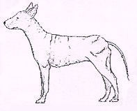 Xoloitzcuintle