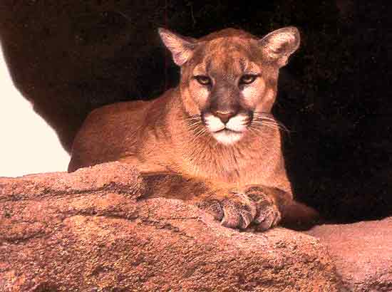 figura puma figura puma