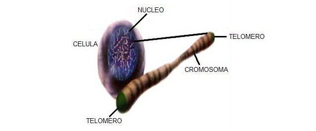  Organismos marinos fuente de sustancias químicas 