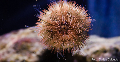 Combatiendo el cáncer con productos de origen marino