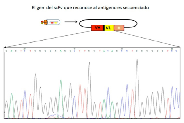 El gen del csFv