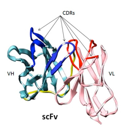 Fragmento variable de cadena sencilla (scFv)