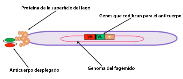 Fago filomentoso