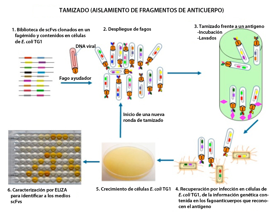 Proceso de tamizado