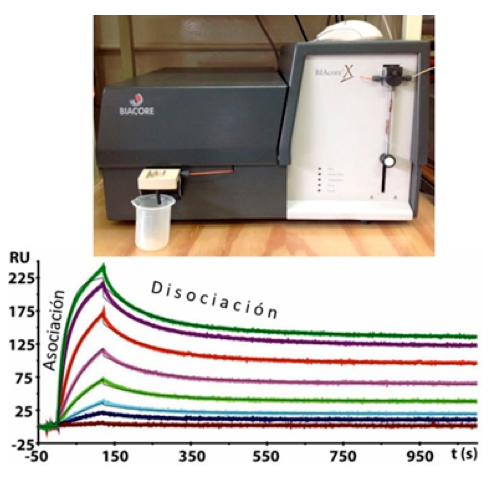 Determinación de afinidad mediante equipo Biacore