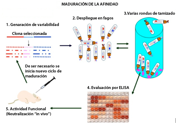 Maduración de la Afinidad