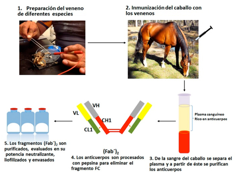 Proceso para producir antivenenos