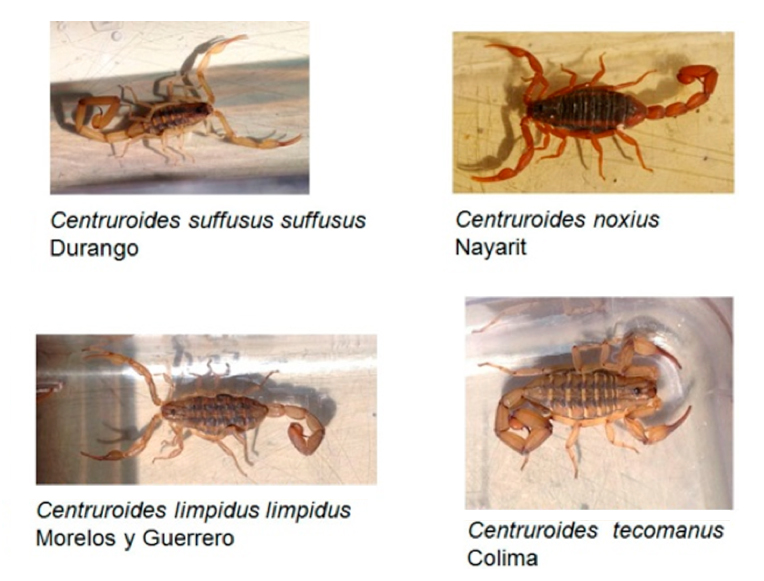 Alacranes mexicanos