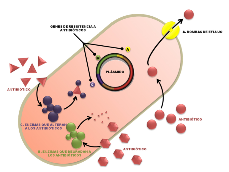 Mecanismos de resistencia a los antibióticos