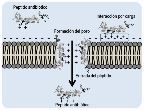 Mecanismo general de acción de los péptidos 