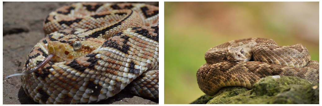 Crotalus culminatus  y Crotalus scutulatus scutulatus 