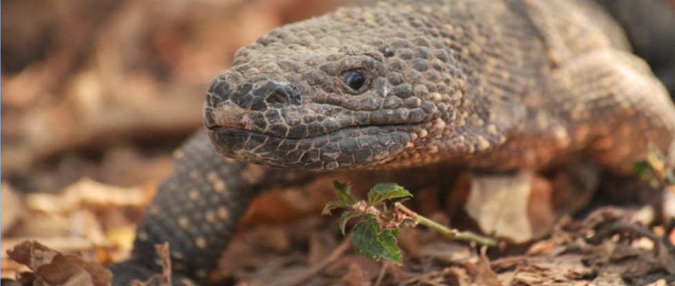  Reptiles venenosos en México 