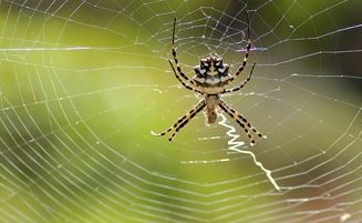 Venenos arácnidos: su sorprendente poder insecticida y su rara capacidad antibiótica 