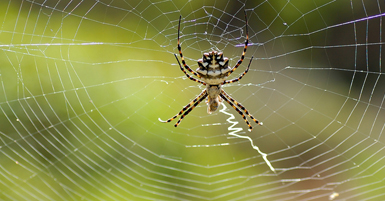 Argiope lobata, Imagen: Fran Acedo https://www.flickr.com/photos/franacedo/