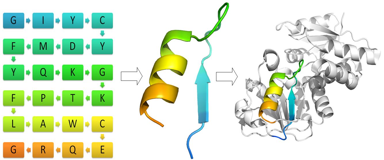 Estructura primaria de una proteína