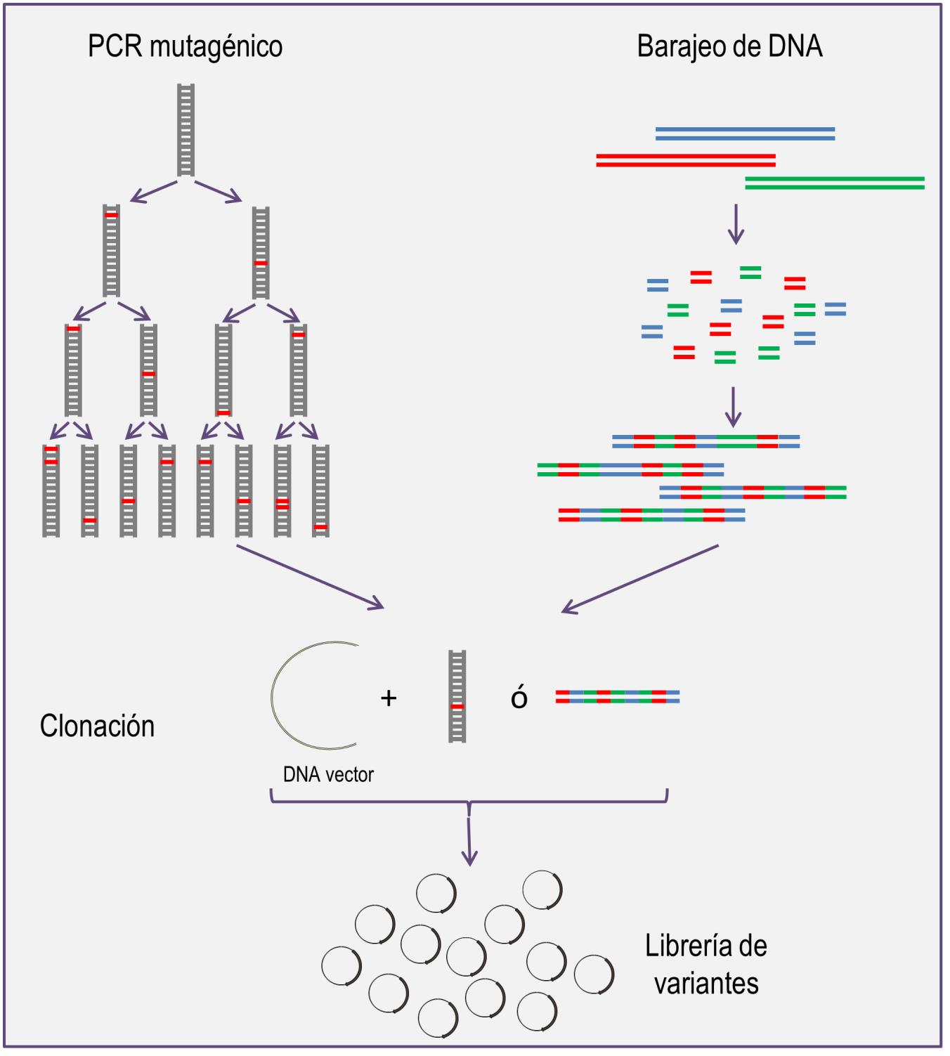 PCR mutagénico