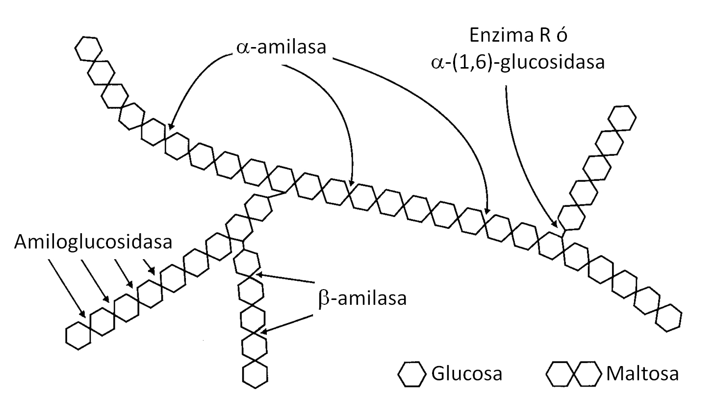 Hidrólisis enzimática del almidón