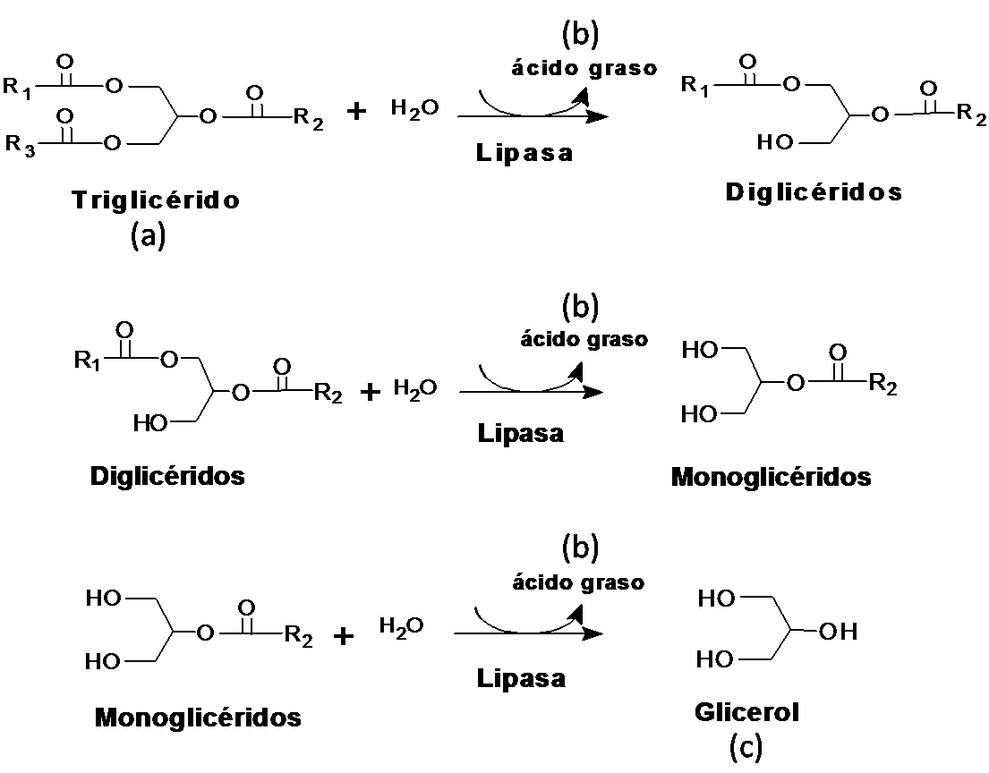 Reacción catalizada por lipasas