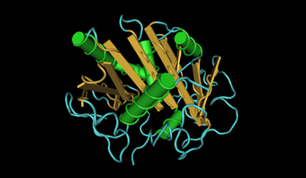 Thermomyces lanuginosa