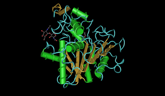 Candida antarctica