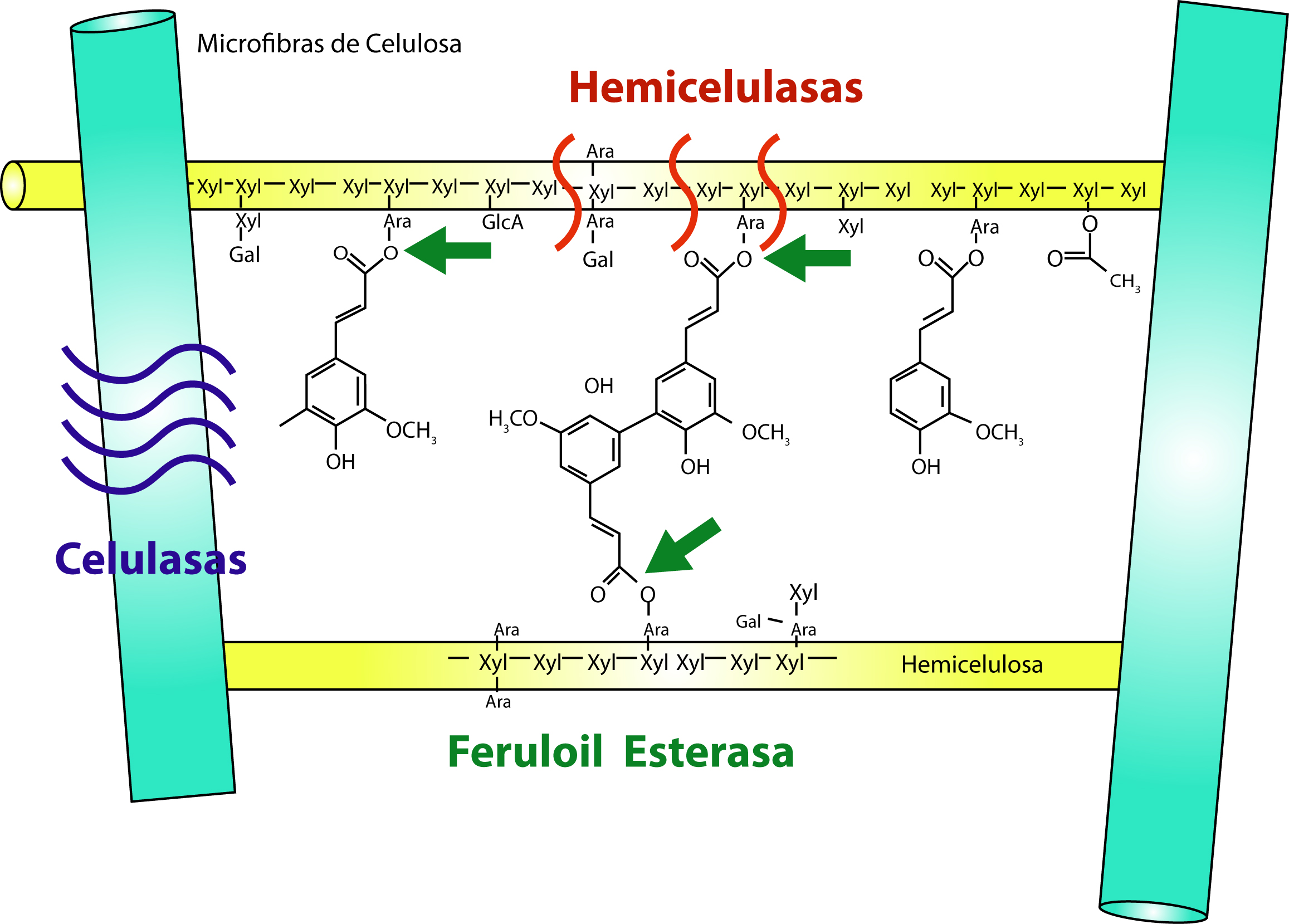 Pared celular con heteroxilanos ferulados