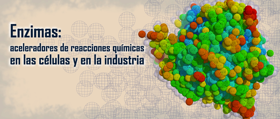 Enzimas: aceleradores de reacciones químicas en las células y en la industria