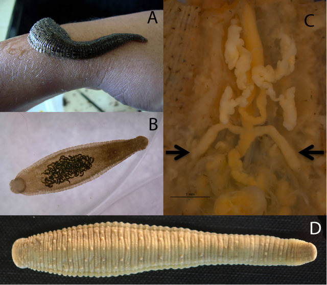 Algunas sanguijuelas de la familia Glossiphoniidae.