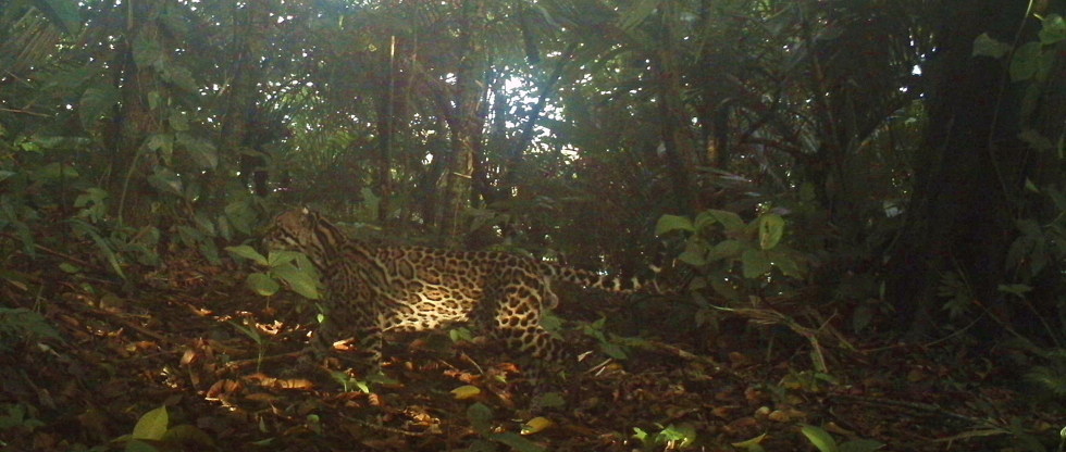 Mamíferos terrestres de la Estación de Biología Tropical de Los Tuxtlas