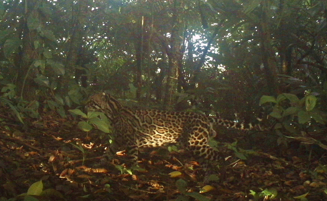 Mamíferos terrestres de la Estación de Biología Tropical de Los Tuxtlas