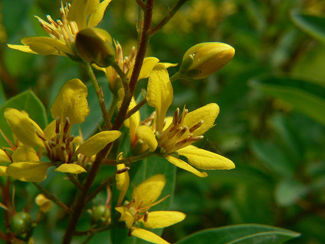 Galphimia glauca