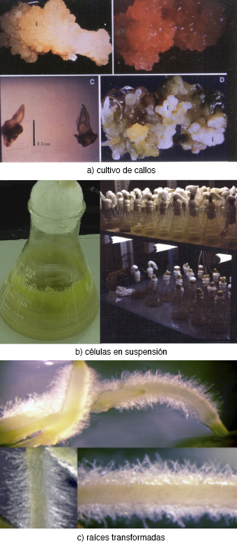 Técnicas de cultivo