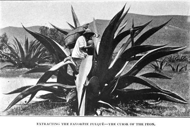 Tlachiquero extrallendo pulque del maguey