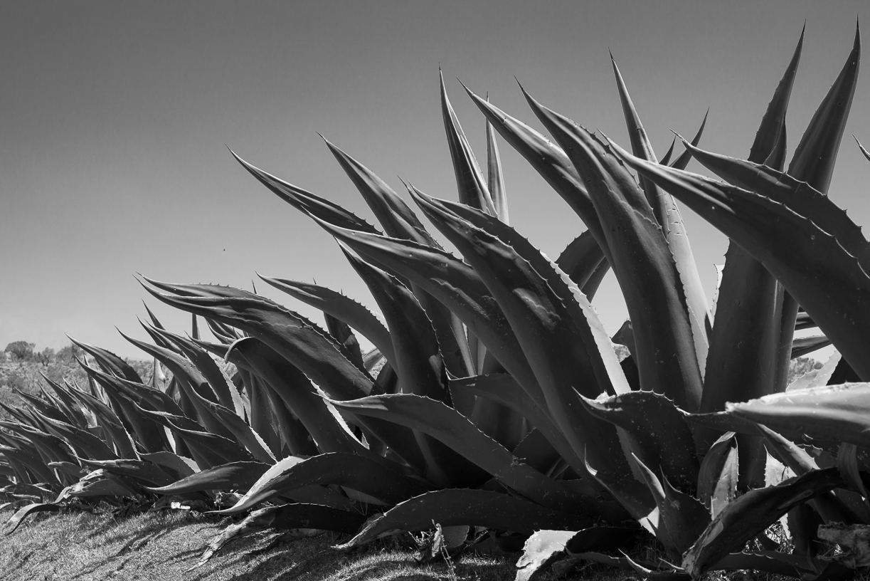 Plantío de maguey