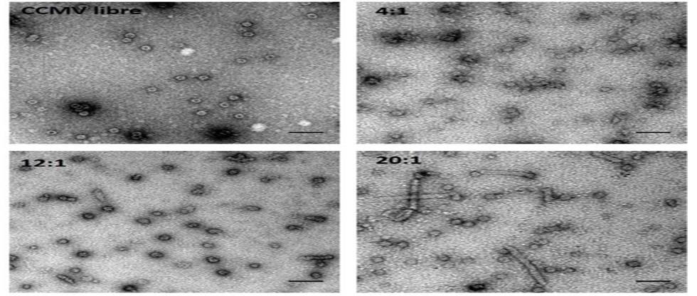 Cápsides virales como nanoacarreadores enzimáticos para quimioterapia 