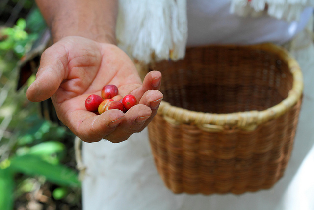 Beneficio del grano de café